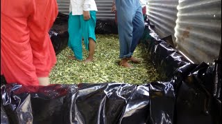 Corn silage making process I मकै को साइलेज बनाउने तरिका [upl. by Risan]