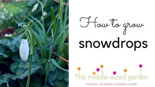 Where to grow snowdrops amp snowdrop planting tips [upl. by Plunkett486]