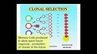 Clonal Selection [upl. by Ellswerth342]