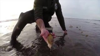 Digging Razor Clams in Washington [upl. by Ayk]