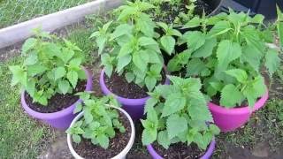 Stinging Nettle in Containers Zone 5 [upl. by Enairda]