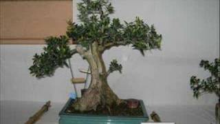 Exposición de Bonsai y Suiseki de Biarritz Francia [upl. by Suchta]