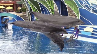 Dolphin Days Full Show at SeaWorld San Diego 52118 [upl. by Cheke]