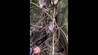 Hayum Shidaba manipuris explore wildlife incrediblemanipur foal snake [upl. by Selene823]