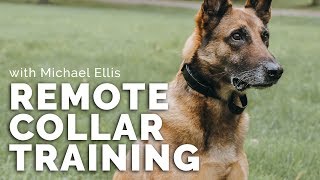 Remote Collar Training with Michael Ellis [upl. by Boelter425]