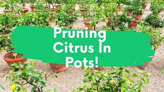 Top Tips For Pruning Citrus Trees In Pots  How To Dwarf Any Citrus Tree  Grow Citrus Anywhere [upl. by Atteuqram]