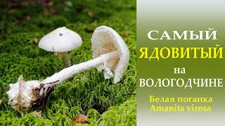 Самый ЯДОВИТЫЙ на Вологодчине Amanita virosa [upl. by Lehar602]