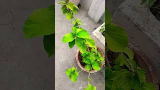 Hibiscus my rooftop gardennature hibiscus rooftopflowers rooftopgardens [upl. by Nnyroc]