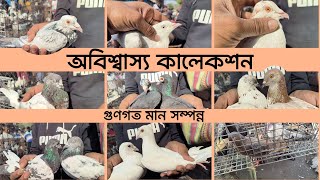 Unbelievable Collection Cheapest amp Quality Pigeon In Galif Street Market । West Bengal [upl. by Eladnwahs674]