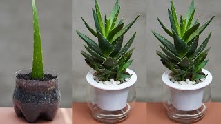 How To Grow Aloe Vera Plant With Effective Treatment At Home [upl. by Guthrey]