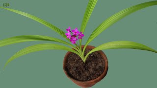 Ground Orchid Preparing Potting Mix and Care Tips [upl. by Lelith]