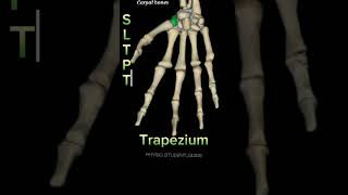 Carpal bones carpal carpalboneanatomy carpalbones anatomy [upl. by Eille]