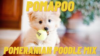 Pomapoo  What to know about the Pomeranian Poodle Mix [upl. by Neik481]