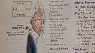 Parotid Region  Parotid Gland  location capsule [upl. by Siurtemed]