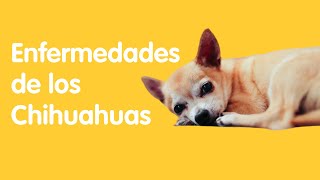 4 Enfermedades Comunes en los Perros Chihuahuas [upl. by Kreitman]