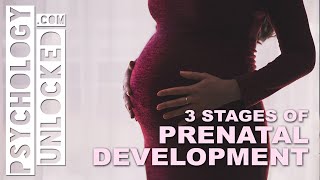 Three Stages of Prenatal Development  When does Psychological Development start [upl. by Stefano692]