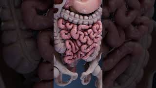 Intestinal peristalsis movement peristalsis intestine intestino intestinalhealth intestinal [upl. by Johnstone]