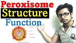 Peroxisome structure and function [upl. by Lemcke]