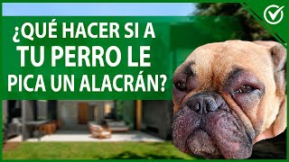 🐶 ¿Qué hacer si le PICA un ALACRÁN a mi PERRO  Remedios caseros y primeros auxilios 🐶🦂 [upl. by Linetta219]