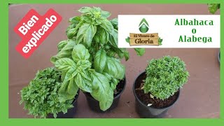 🌱 la ALBAHACA cuidados CONSEJO 💚 BIEN EXPLICADO [upl. by Curzon587]