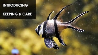 Introducing Banggai Cardinalfish to the Reef Aquarium [upl. by Thedric525]