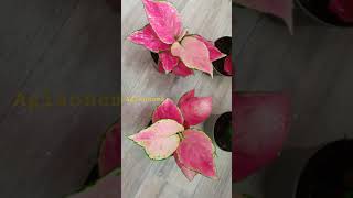 Aglaonema Pink Star [upl. by Yblehs563]