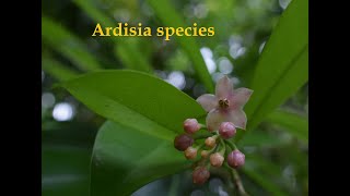 Ardisia species [upl. by Meehyrb572]