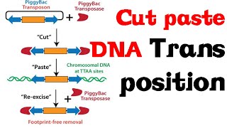 Cut and paste DNA transposition [upl. by Riker470]