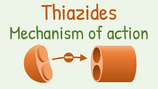 Thiazides mechanism of action [upl. by Phiona]