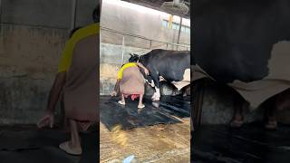 Workers Fix The Giant cow Mats After Cleaning The Farm Every Day  Cattle Farming 2024 [upl. by Ligetti584]