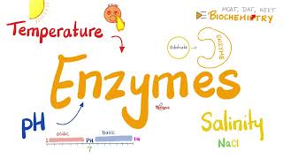 Enzyme Activity amp the effect of Temperature pH and Salinity  Biochemistry [upl. by Evanthe]