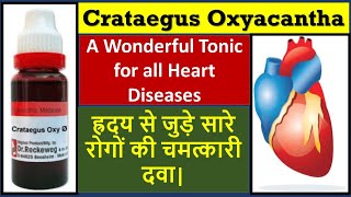 Crataegus oxyacantha homeopathic medicine  crataegus mother tincture  heart homeopathic medicine [upl. by Percival894]