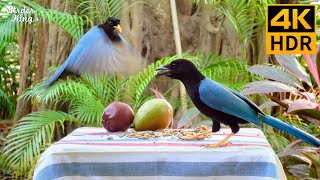 Cat TV for Cats to Watch 😺 Playful Birds and Squirrels 🐿 8 Hours 4K HDR [upl. by Balcke269]