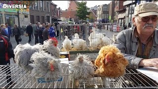 DIERENMARKT MOL BELGIË  LARGE ANIMAL MARKET IN BELGIUM [upl. by Shamus]