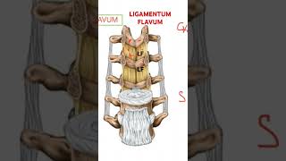 LIGAMENTUM flavum Vertebral column BIOMECHANICS [upl. by Kealey]