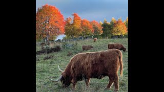 Moving My Highland Cattle to a New Paddock [upl. by Serolod]