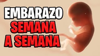 🤰 EMBARAZO SEMANA A SEMANA 📅 ANIMACIÓN en 3D ✅ [upl. by Elocim]