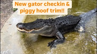 New gator checkin amp piggy hoof trim [upl. by Blackburn]