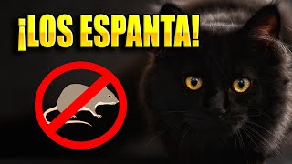 Sonido de gato para ESPANTAR ratas AHUYENTAR RATONES 🐀🚫 [upl. by Nide380]