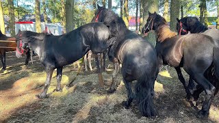 Zuidlaardermarkt Pferdemarkt Paardenmarkt in Holland 17102023 [upl. by Koressa]