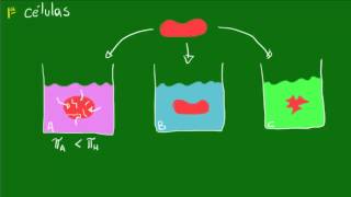 Aplicações de pressão osmótica  Equilíbrio osmótico das células [upl. by Ankeny]