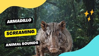 Armadillo Screaming  Animation [upl. by Elspeth85]