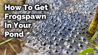 How to Encourage Frogspawn in Your Pond [upl. by Cloe234]