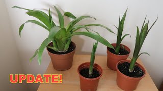 Bromeliad Propagation Update  Check Out These Guzmania Pups [upl. by Wilder]