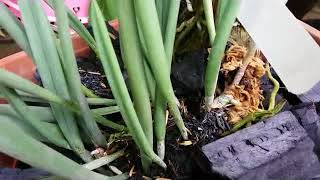 How I Care for Brassavola nodosa  Grow Brassavola on Charcoal culture [upl. by Callista551]