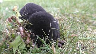 Herken de mol wat een schitterend dier  Look a European mole how beautiful [upl. by Alage]