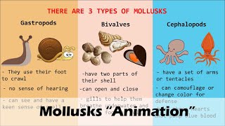 MOLLUSKS Animation [upl. by Ontina]