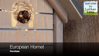 European hornets at nest entrance Hornissen am Nest [upl. by Bores]