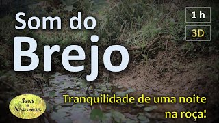 Som do brejo à noite sinfonia dos animais grilos sapos e queroquero QUALIDADE DE SOM 3D [upl. by Waugh]