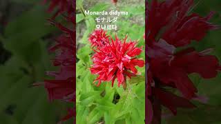 Monarda didyma L베르가못 꽃말quot감수성이 풍부해요quot ベルガモットタイマツバナ松明花Bergamotモナルダ ディディマ 꽃이름 Flower name 花の名前 [upl. by Abbye]